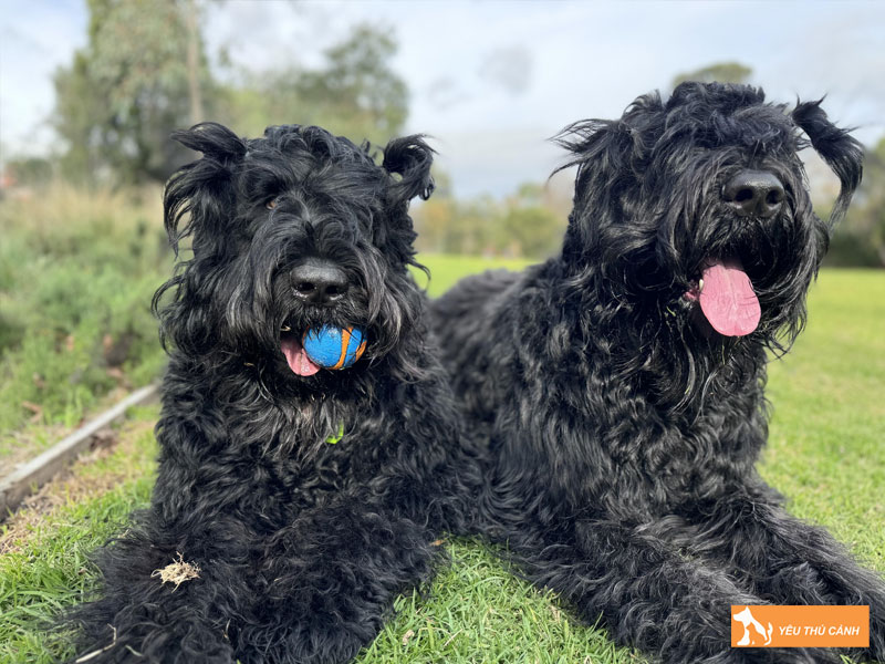 Cach-nuoi-cho-black-russian-terrier-khoe-dep-1-thucanh