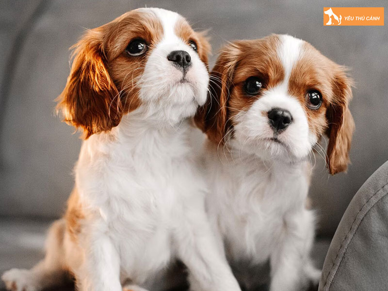 Cach-nuoi-cho-cavalier-king-charles-spaniel-hieu-qua-1-thucanh