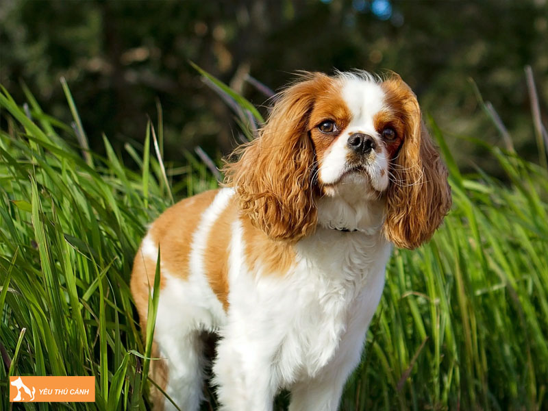 Cach-nuoi-cho-cavalier-king-charles-spaniel-hieu-qua-thucanh