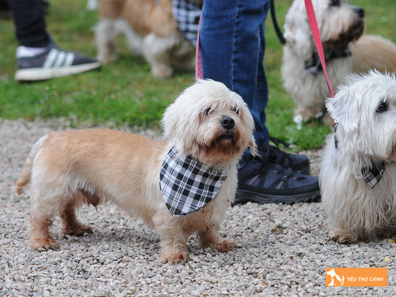 Cach-nuoi-cho-dandie-dinmont-terrier-chi-tiet-1-thucanh