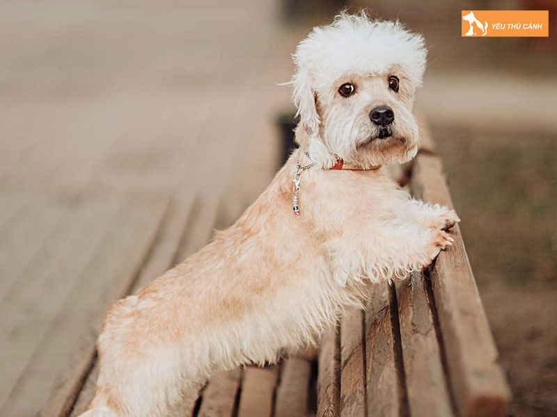 Cach-nuoi-cho-dandie-dinmont-terrier-chi-tiet-thucanh