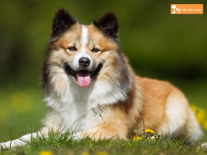 Cach-nuoi-cho-icelandic-sheepdog-1-thucanh