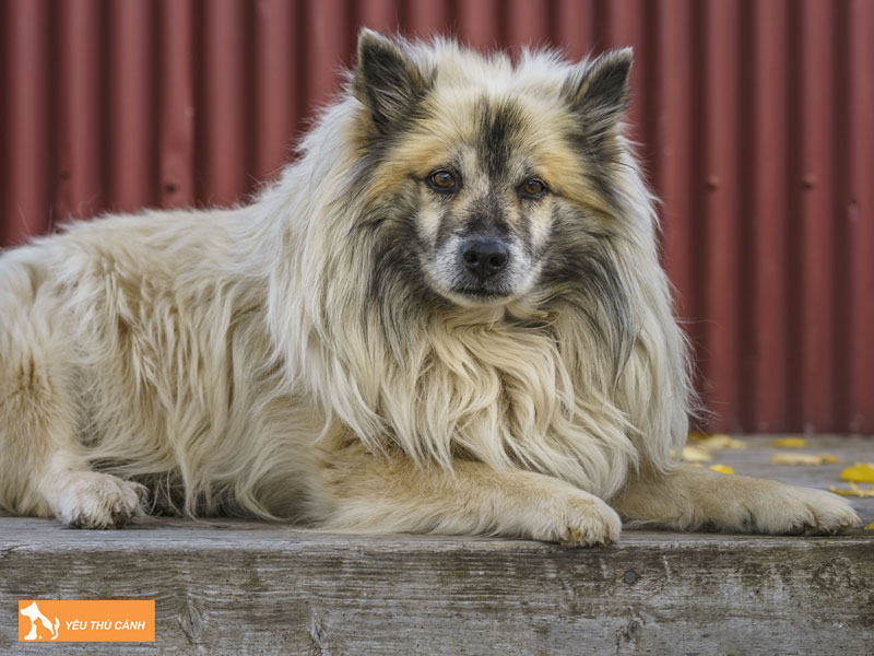 Cach-nuoi-cho-icelandic-sheepdog-thucanh