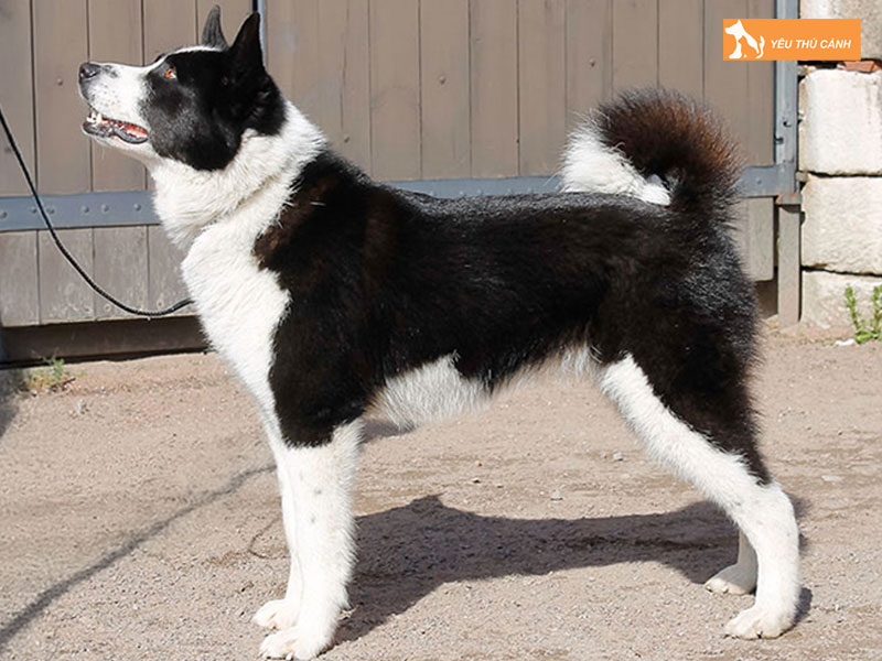 Cach-nuoi-cho-karelian-bear-dog-chi-tiet-1-thucanh