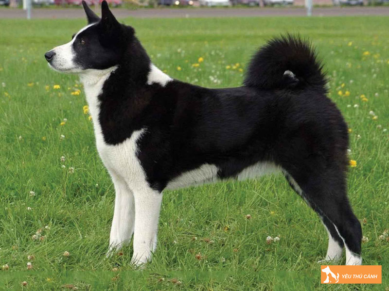 Cach-nuoi-cho-karelian-bear-dog-chi-tiet-thucanh