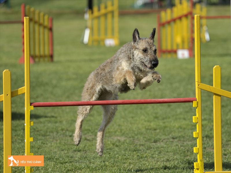 Cach-nuoi-cho-laekenois-chi-tiet-1-thucanh