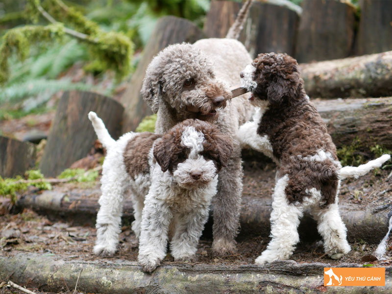 Cach-nuoi-cho-lagotto-romagnolo-chi-tiet-1-thucanh
