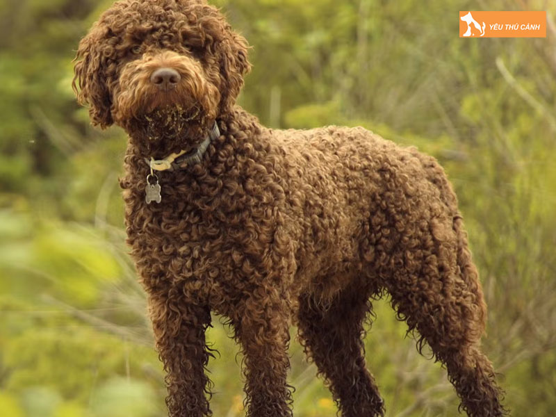 Cach-nuoi-cho-lagotto-romagnolo-chi-tiet-thucanh