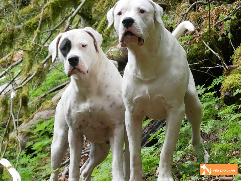 Cach-nuoi-cho-ngao-dogo-argentino-dung-ky-thuat-11-thucanh