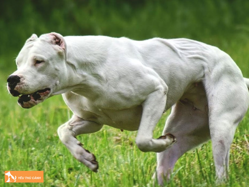 Cach-nuoi-cho-ngao-dogo-argentino-dung-ky-thuat-thucanh