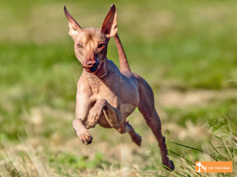 Cach-nuoi-cho-peruvian-inca-orchid-1-thucanh