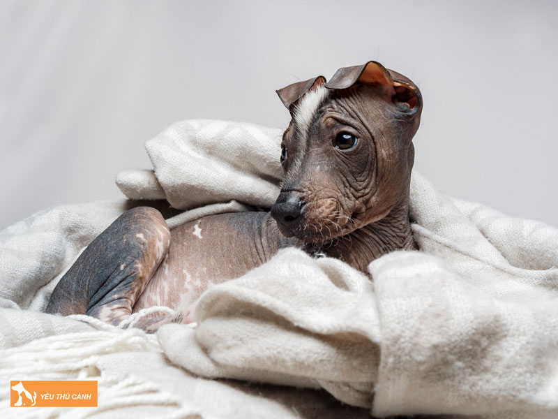 Cach-nuoi-cho-peruvian-inca-orchid-thucanh