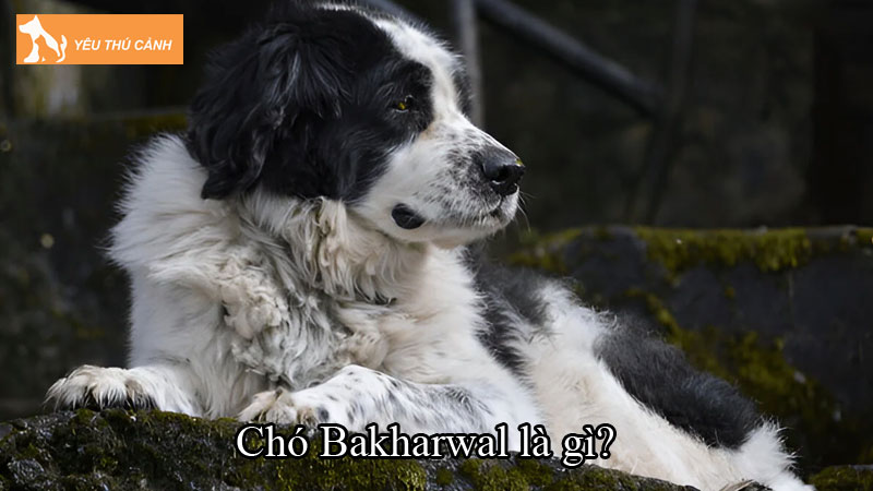 Chó Bakharwal là gì? Tìm hiểu về cách nuôi chó sống thọ