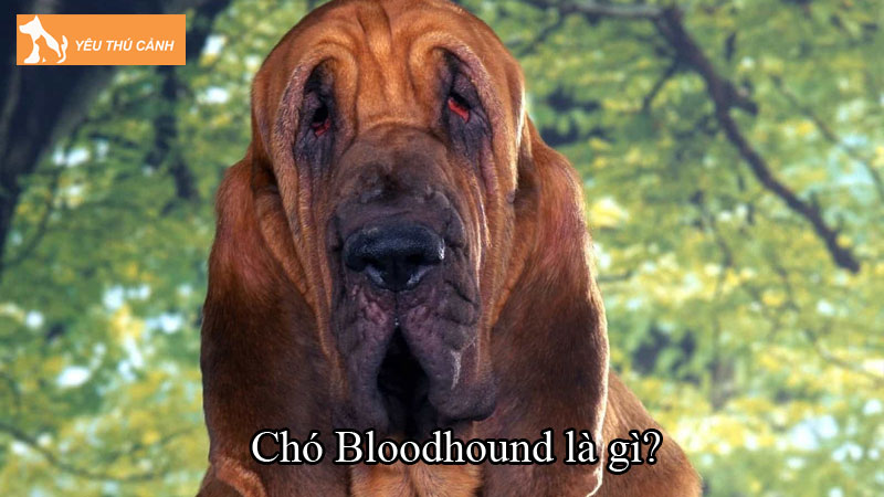 Chó Bloodhound là gì? Thông tin cần biết về cách nuôi