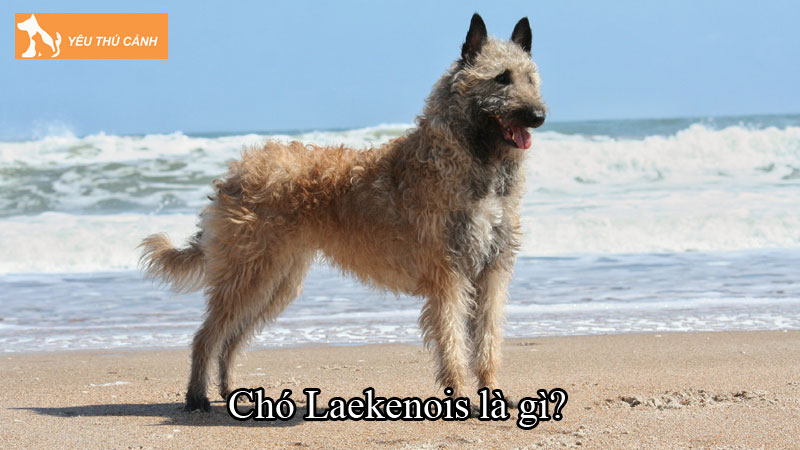 Chó Laekenois là gì? Cách nuôi chó hiệu quả, chi tiết A-Z