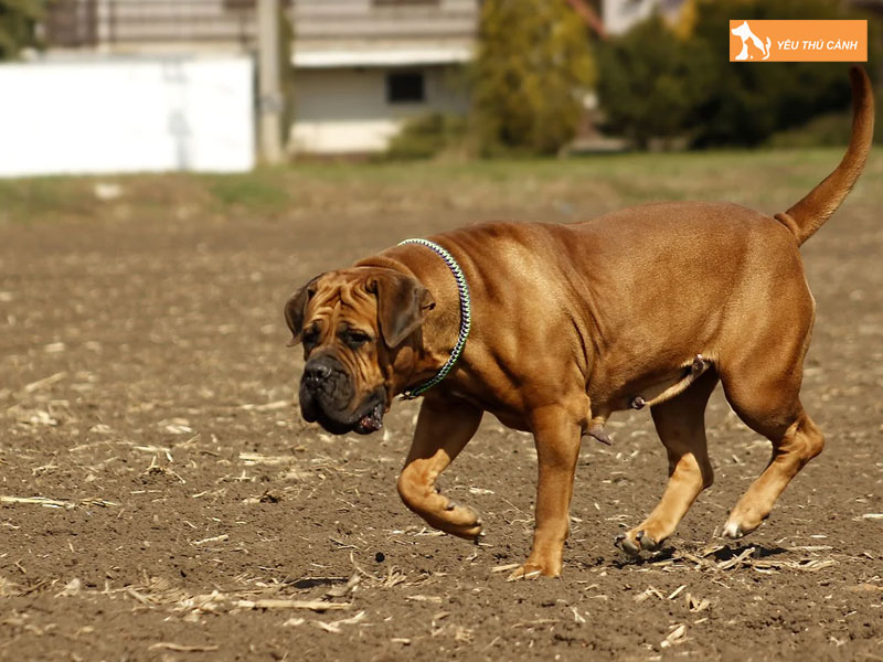 Cho-ngao-nam-phi-la-cho-gi-1-thucanh
