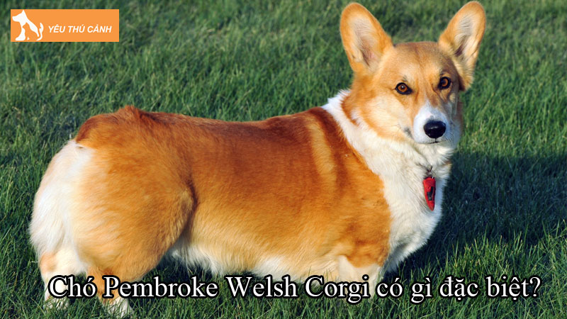 Chó Pembroke Welsh Corgi có gì đặc biệt? Cách nuôi cần biết