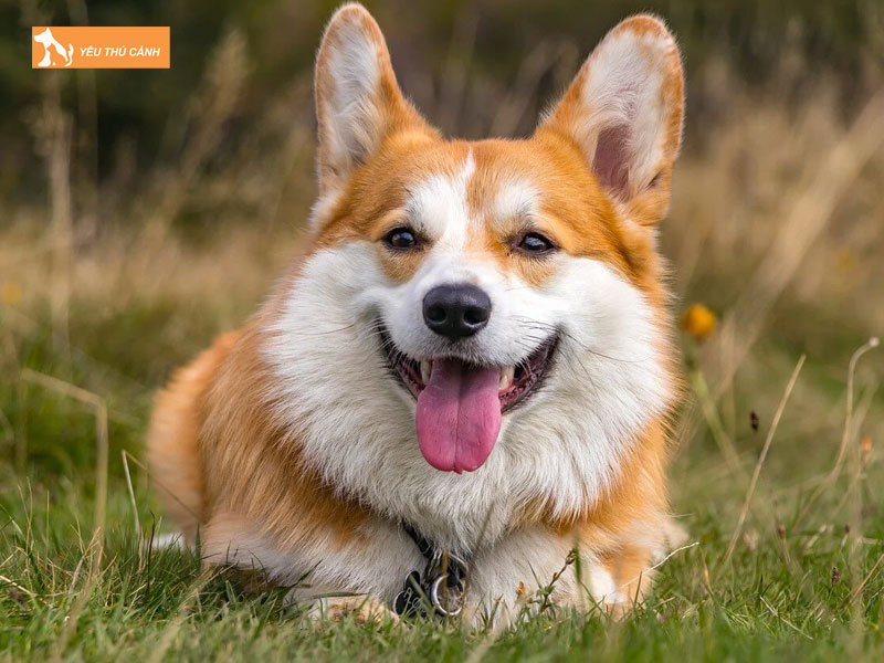 Cho-pembroke-welsh-corgi-la-gi-thucanh