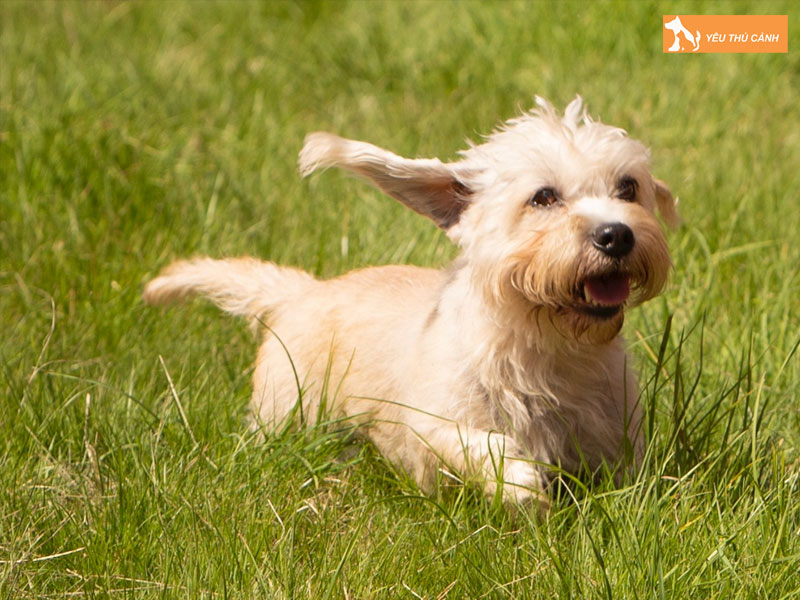Dac-diem-cho-dandie-dinmont-terrier-thucanh