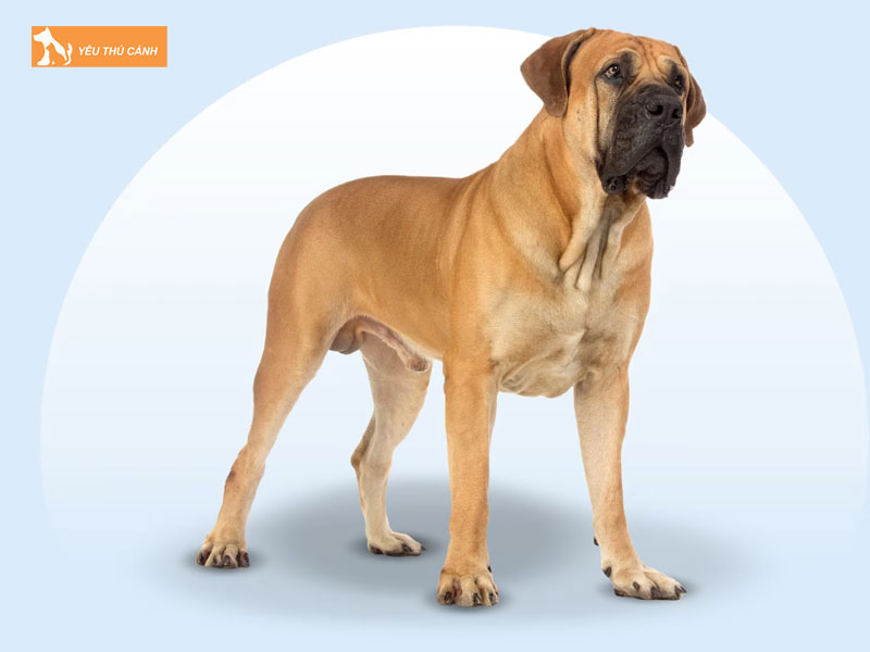 Dac-diem-cho-ngao-nam-phi-thucanh