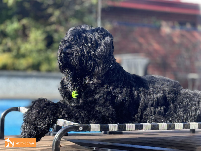 Dac-diem-cua-black-russian-terrier-thucanh
