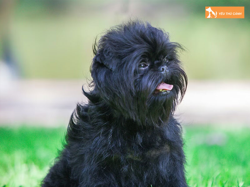 Dac-diem-cua-cho-affenpinscher-thucanh