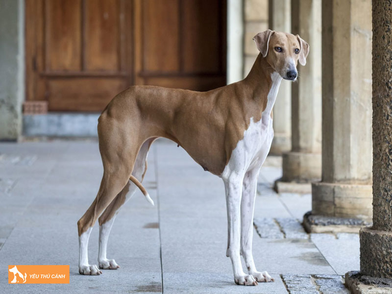 Dac-diem-cua-cho-azawakh-thucanh