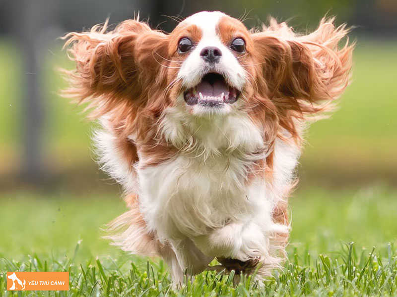 Dac-diem-cua-cho-cavalier-king-charles-spaniel-thucanh