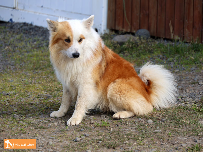 Dac-diem-cua-cho-icelandic-sheepdog-thucanh