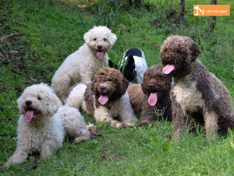 Dac-diem-cua-cho-lagotto-romagnolo-thucanh