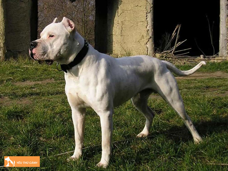 Dac-diem-cua-cho-ngao-dogo-argentino-thucanh