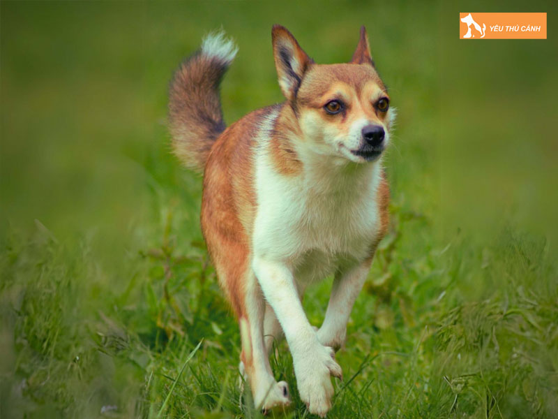 Dac-diem-cua-cho-norwegian-lundehund-thucanh