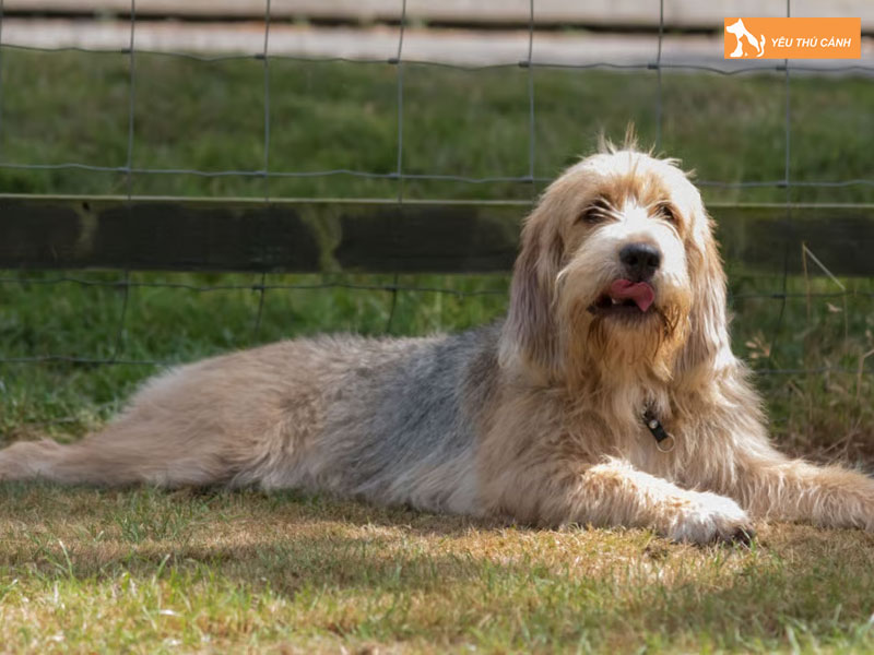 Dac-diem-cua-cho-otterhound-thucanh