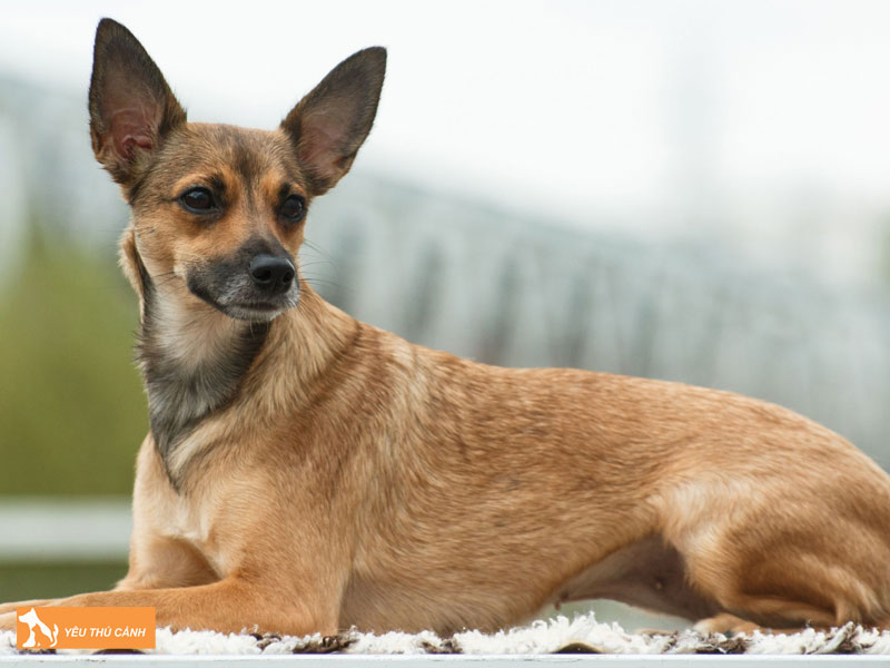 Dac-diem-cua-cho-peruvian-inca-orchid-thucanh