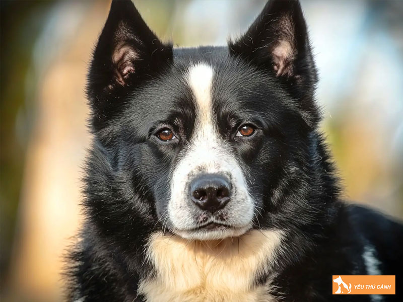 Dac-diem-cua-giong-cho-karelian-bear-dog-thucanh