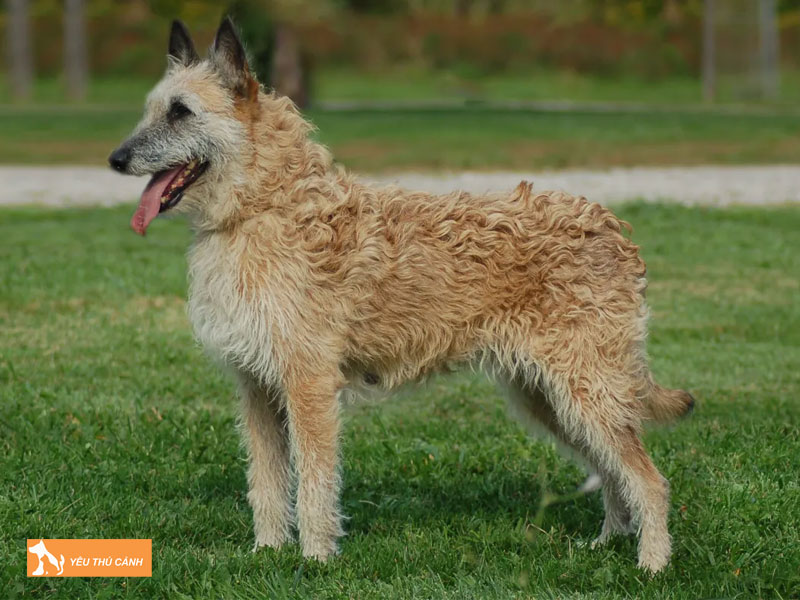 Dac-diem-ngoai-hinh-va-tinh-cach-cua-cho-laekenois-thucanh