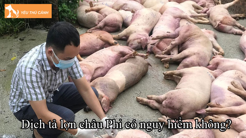 Dịch tả lợn châu Phi có nguy hiểm không? Phòng chống ra sao? Dịch tả lợn châu Phi có nguy hiểm không? Phòng chống ra sao?