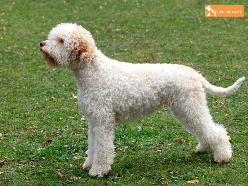 Doi-net-ve-giong-cho-lagotto-romagnolo-thucanh