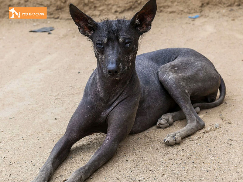 Gioi-thieu-giong-cho-peruvian-inca-orchid-thucanh