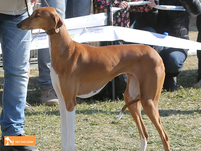 Gioi-thieu-ve-giong-cho-azawakh-thucanh