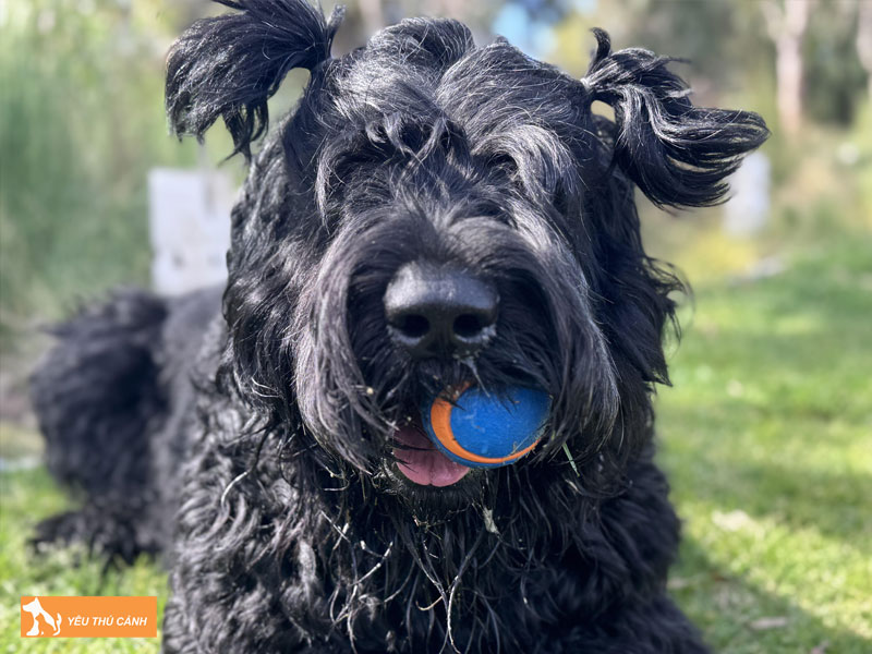 Gioi-thieu-ve-giong-cho-black-russian-terrier-thucanh