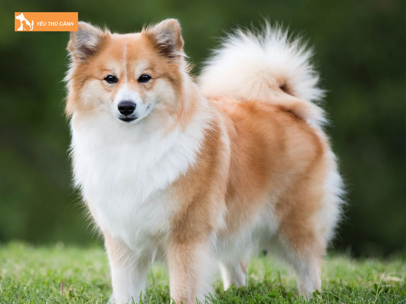 Gioi-thieu-ve-giong-cho-icelandic-sheepdog-thucanh
