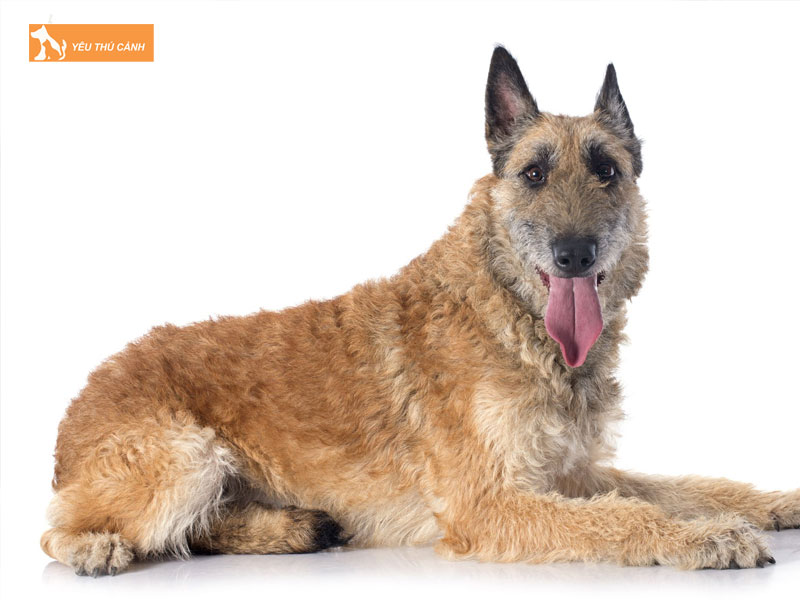 Gioi-thieu-ve-giong-cho-laekenois-thucanh