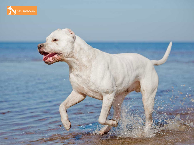 Gioi-thieu-ve-giong-cho-ngao-dogo-argentino-thucanh