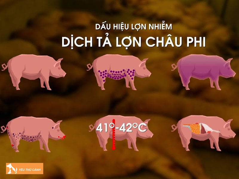 Hau-qua-khi-bung-phat-dich-ta-lon-thucanh