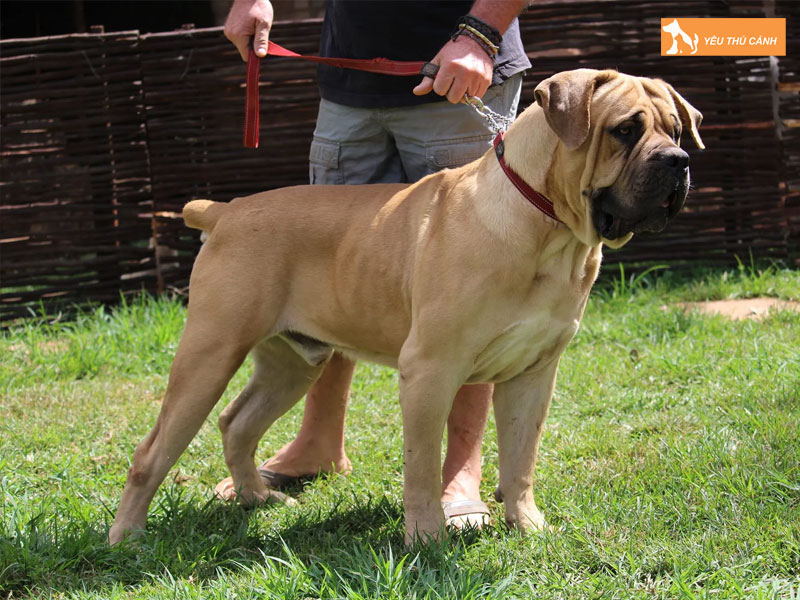 Huan-luyen-va-van-dong-cua-cho-ngao-nam-phi-thucanh