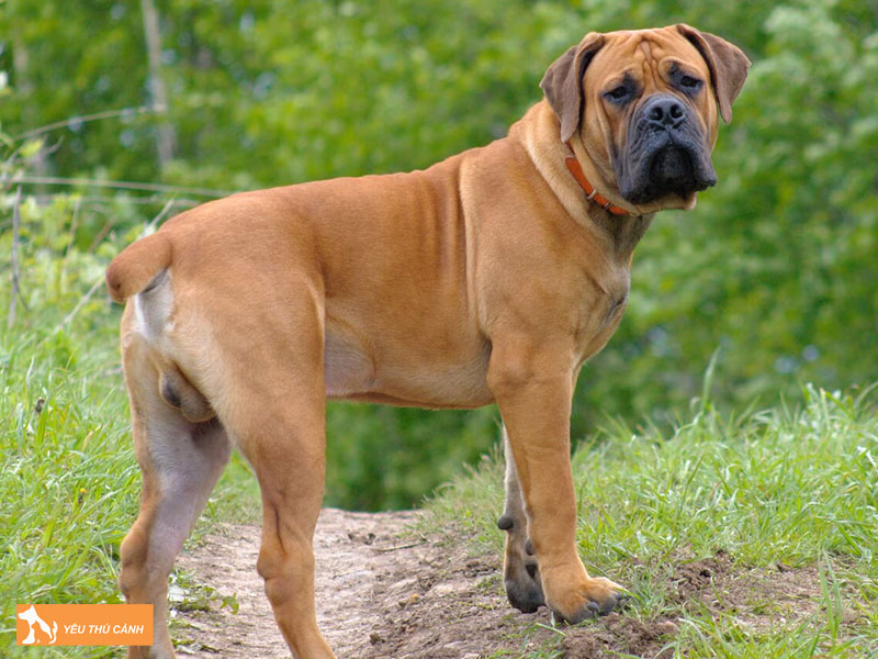 Kinh-nghiem-cham-soc-cho-ngao-nam-phi-thucanh