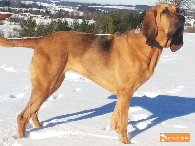 Kinh-nghiem-nuoi-cho-bloodhound-1-thucanh