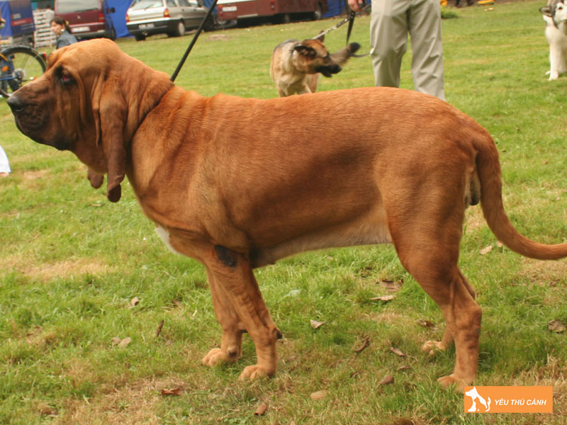 Kinh-nghiem-nuoi-cho-bloodhound-thucanh