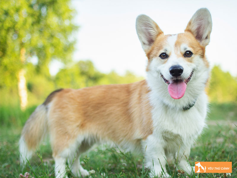 Kinh-nghiem-nuoi-cho-pembroke-welsh-corgi-1-thucanh